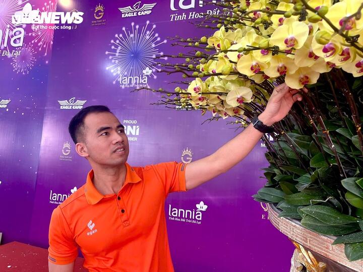 Cận cảnh chậu hoa lan dát vàng giá gần 4 tỷ đồng chờ khách mua chưng Tết - Ảnh 3