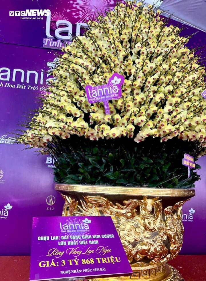 Cận cảnh chậu hoa lan dát vàng giá gần 4 tỷ đồng chờ khách mua chưng Tết - Ảnh 4