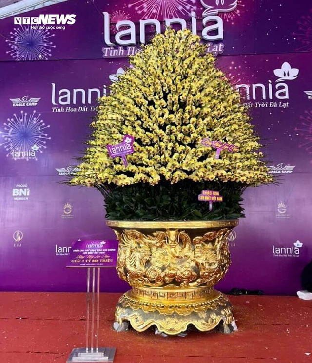 Cận cảnh chậu hoa lan dát vàng giá gần 4 tỷ đồng chờ khách mua chưng Tết - Ảnh 1
