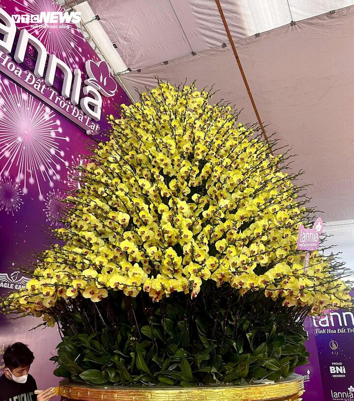 Cận cảnh chậu hoa lan dát vàng giá gần 4 tỷ đồng chờ khách mua chưng Tết - Ảnh 13