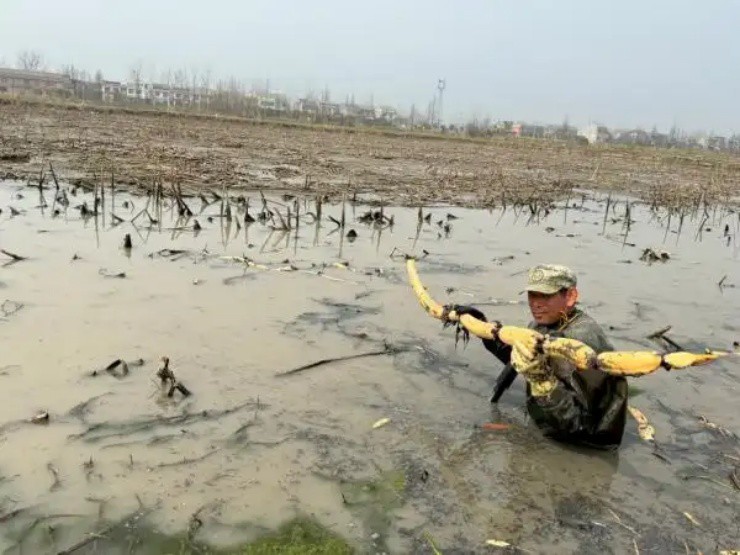 Lội bùn đào thứ ở Việt Nam có đầy, nhẹ nhàng đút túi tiền triệu/ngày - Ảnh 5