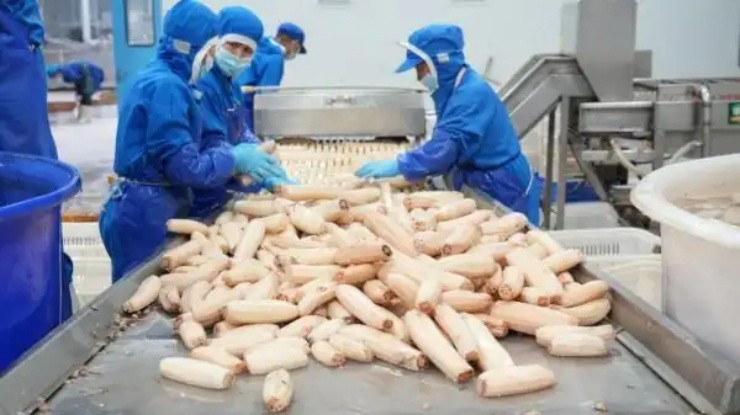 Lội bùn đào thứ ở Việt Nam có đầy, nhẹ nhàng đút túi tiền triệu/ngày - Ảnh 2