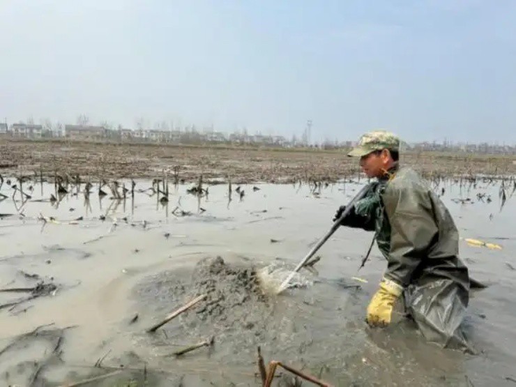 Lội bùn đào thứ ở Việt Nam có đầy, nhẹ nhàng đút túi tiền triệu/ngày - Ảnh 3