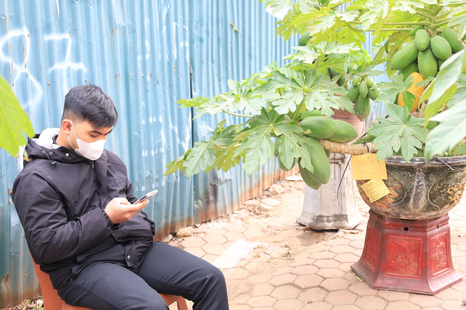 Đu đủ bonsai giá chục triệu đón Tết Nguyên đán Ất Tỵ - Ảnh 7