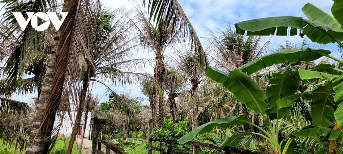 Giá dừa tăng cao khi nhiều vườn dừa chết rụi vì bị sâu đầu đen gây hại - Ảnh 2