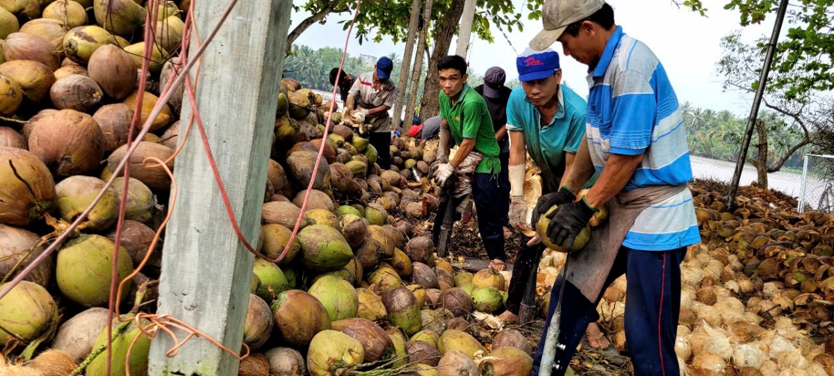 Giáp Tết, trái dừa tăng giá đột biến - Ảnh 1