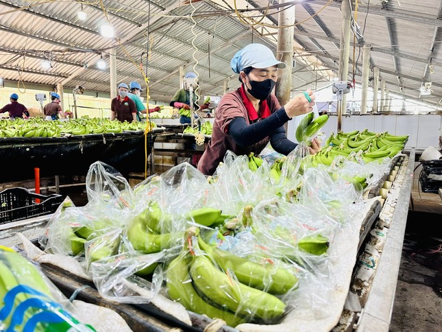 Chuối Việt Nam 'nhảy vọt’ ở Trung Quốc - Ảnh 3