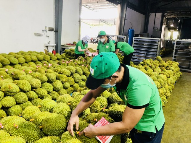 Chuối Việt Nam 'nhảy vọt’ ở Trung Quốc - Ảnh 1