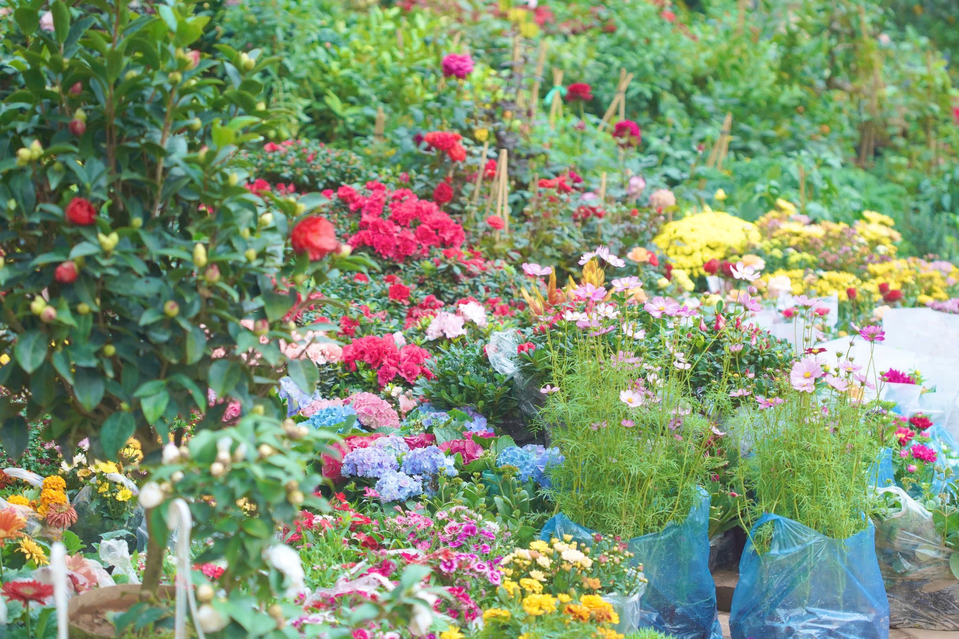 Phố cây cảnh lớn nhất Hà Nội ‘diện áo mới’ đón Tết - Ảnh 9