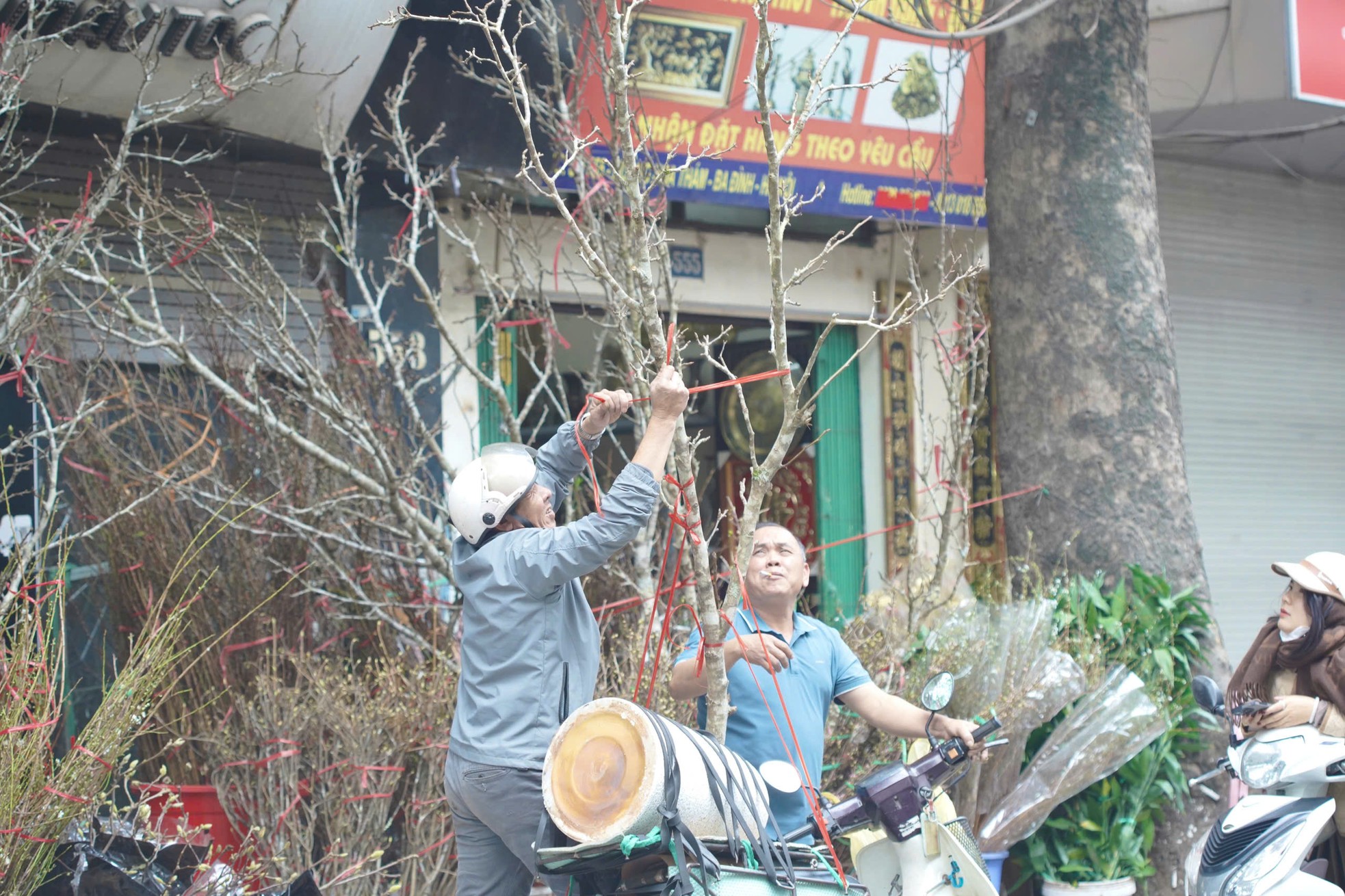 Phố cây cảnh lớn nhất Hà Nội ‘diện áo mới’ đón Tết - Ảnh 15