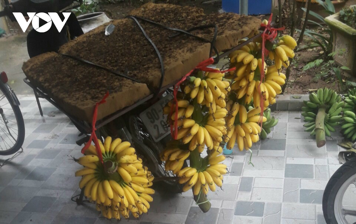 Đặc sản chuối tiến vua "làng Vũ Đại" cháy hàng dịp Tết - Ảnh 9