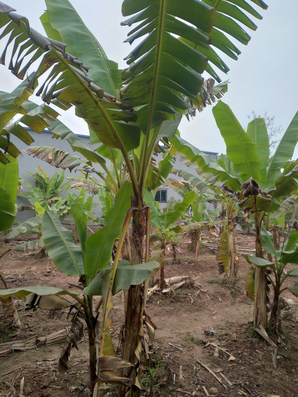 Đặc sản chuối tiến vua "làng Vũ Đại" cháy hàng dịp Tết - Ảnh 15