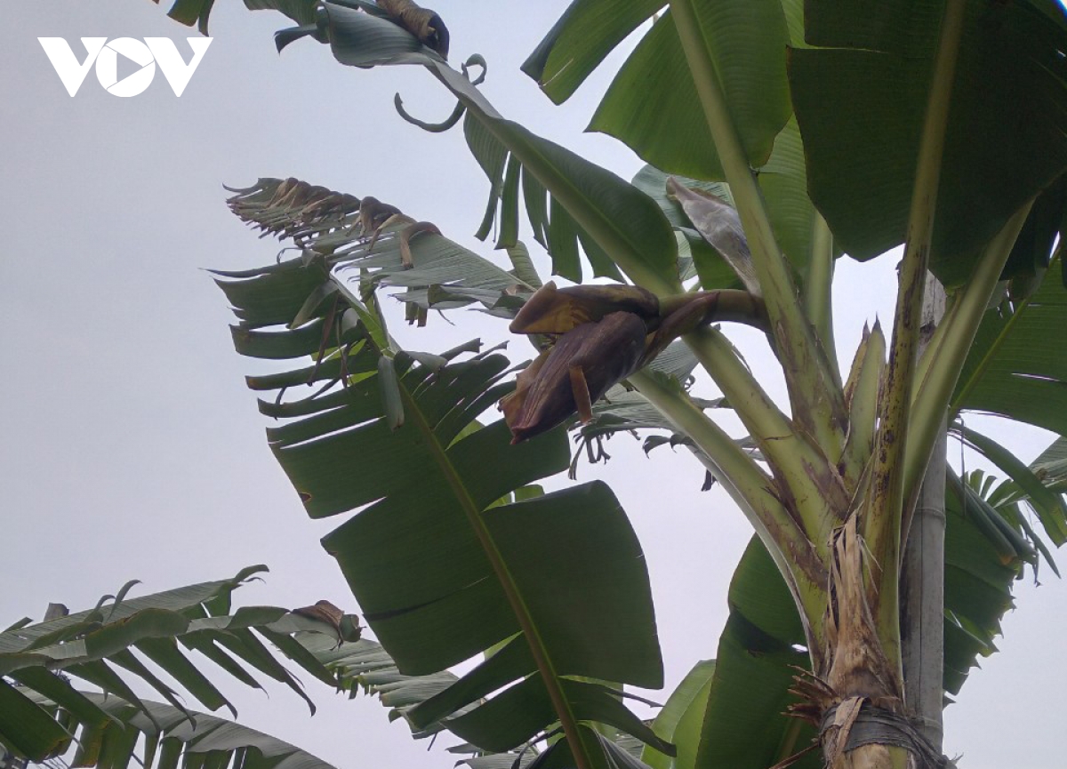 Đặc sản chuối tiến vua "làng Vũ Đại" cháy hàng dịp Tết - Ảnh 11