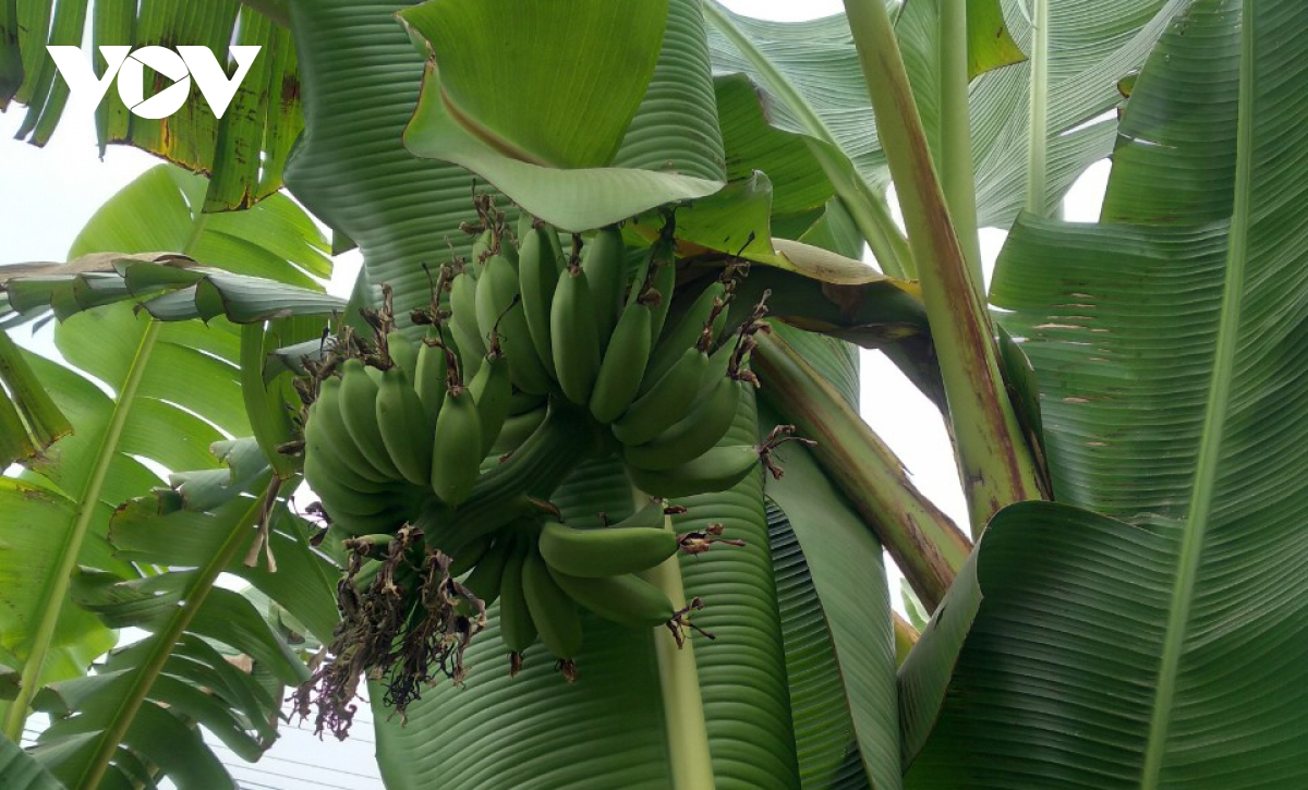 Đặc sản chuối tiến vua "làng Vũ Đại" cháy hàng dịp Tết - Ảnh 4