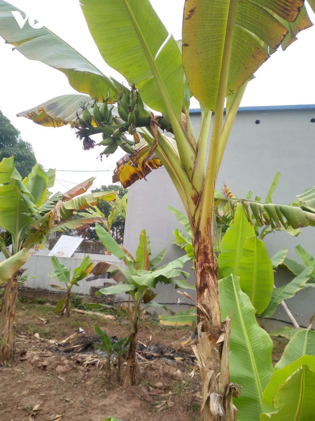 Đặc sản chuối tiến vua "làng Vũ Đại" cháy hàng dịp Tết - Ảnh 16