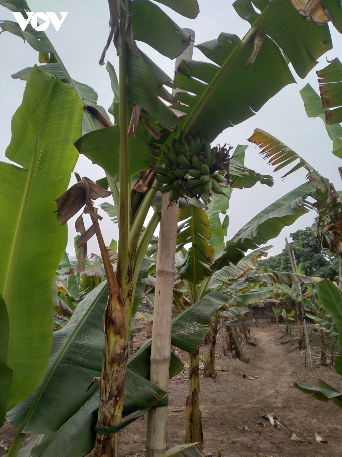 Đặc sản chuối tiến vua "làng Vũ Đại" cháy hàng dịp Tết - Ảnh 13