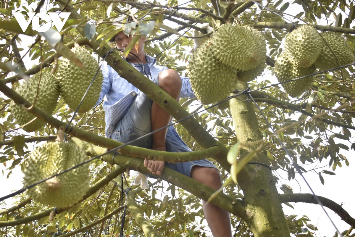 Trái sầu riêng cận Tết giảm giá sâu, nhà vườn đón Tết kém vui - Ảnh 1