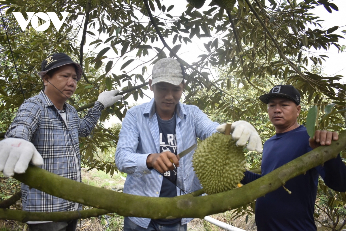 Trái sầu riêng cận Tết giảm giá sâu, nhà vườn đón Tết kém vui - Ảnh 2