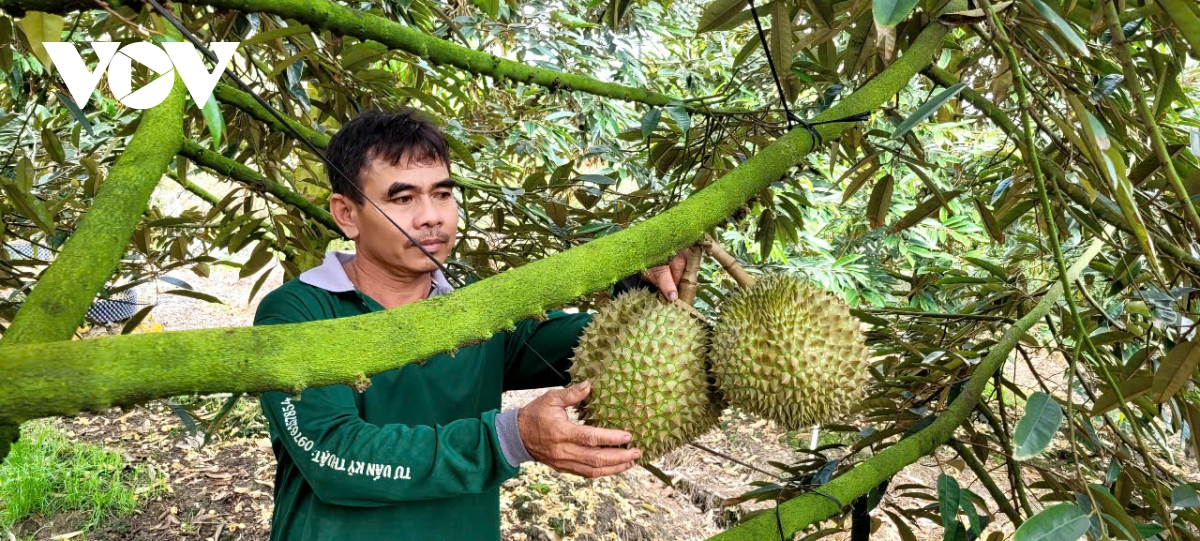Trái sầu riêng cận Tết giảm giá sâu, nhà vườn đón Tết kém vui - Ảnh 3