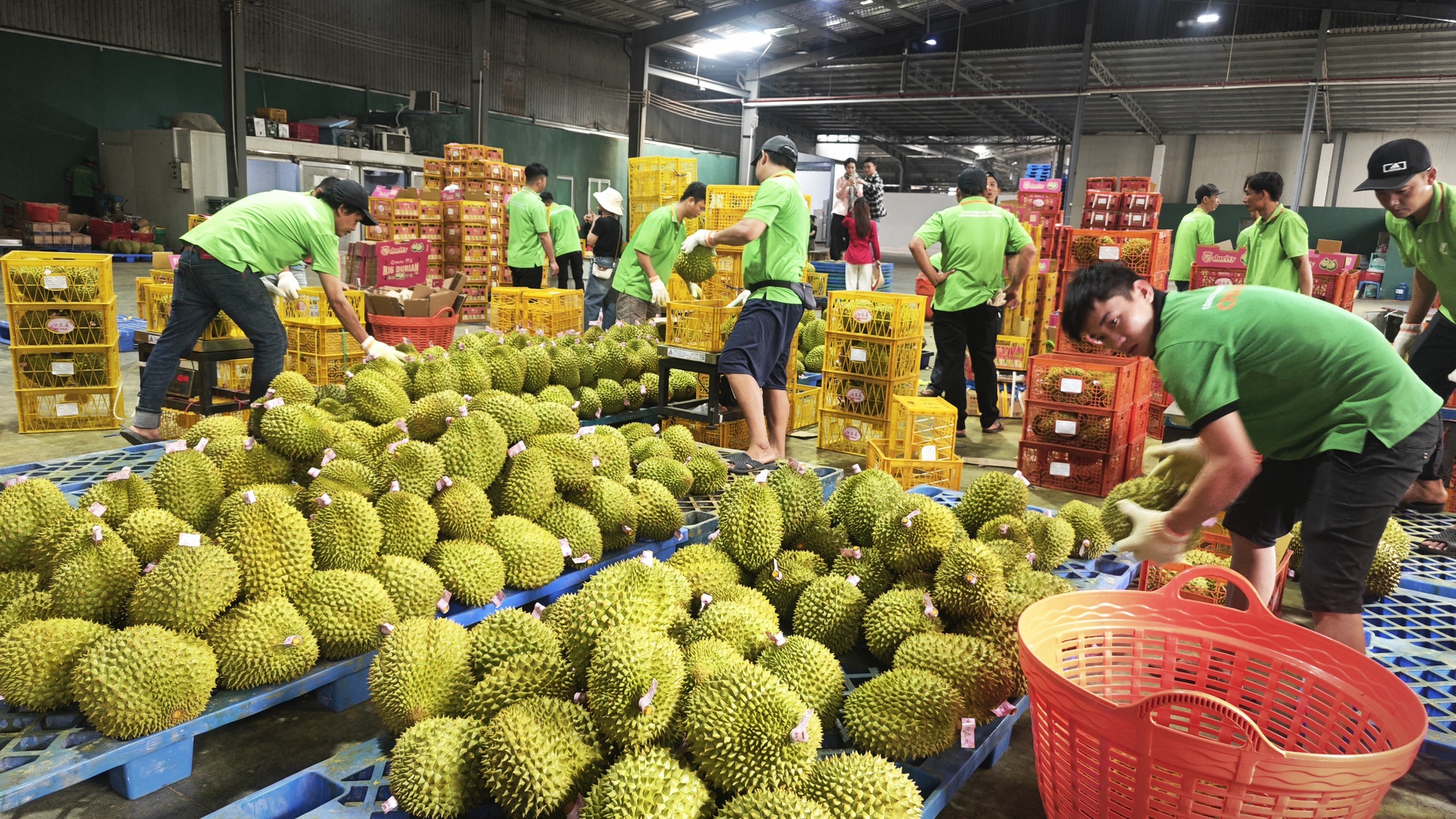 Lời giải cho xuất khẩu sầu riêng - Ảnh 1