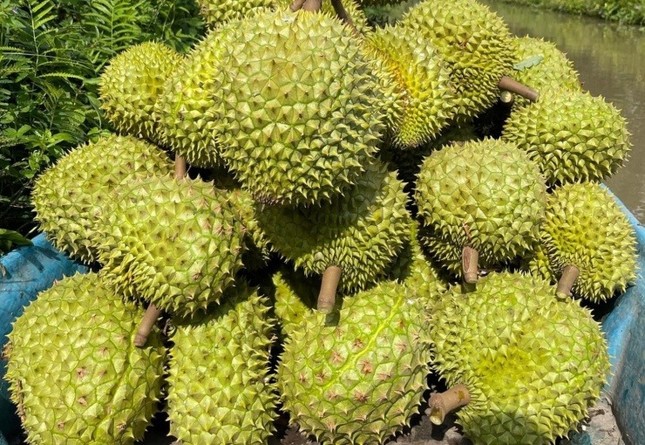 Sầu riêng Việt Nam lâm nguy - Ảnh 1