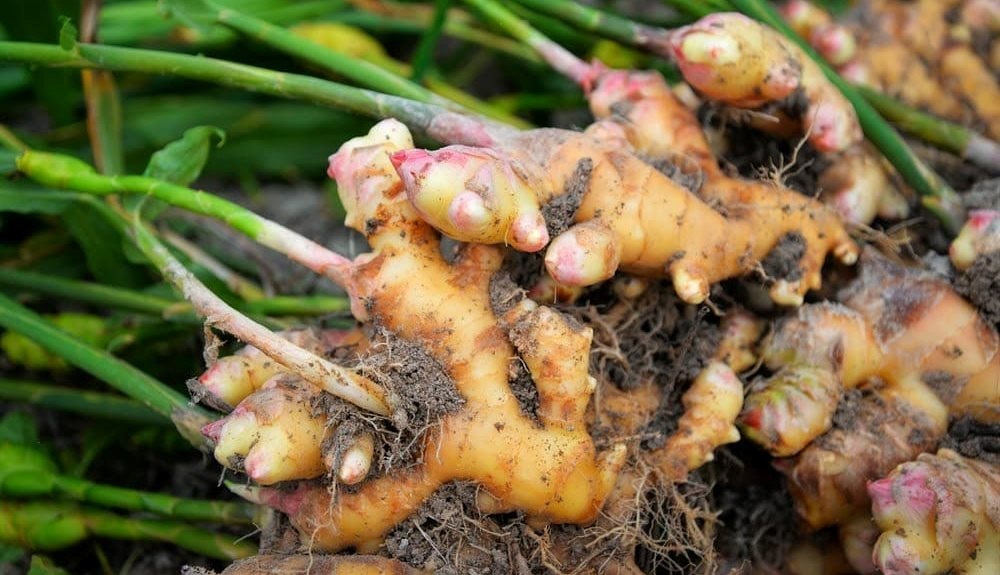 "Mỏ vàng" dưới lòng đất, 1 vốn 10 lời, giúp Việt Nam thu tiền tấn, được Trung Quốc, Ấn Độ ồ ạt thu mua - Ảnh 2