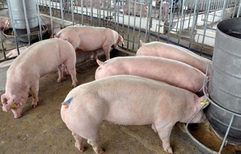 Lý do giá thịt lợn bất ngờ tăng cao kỷ lục - Ảnh 1