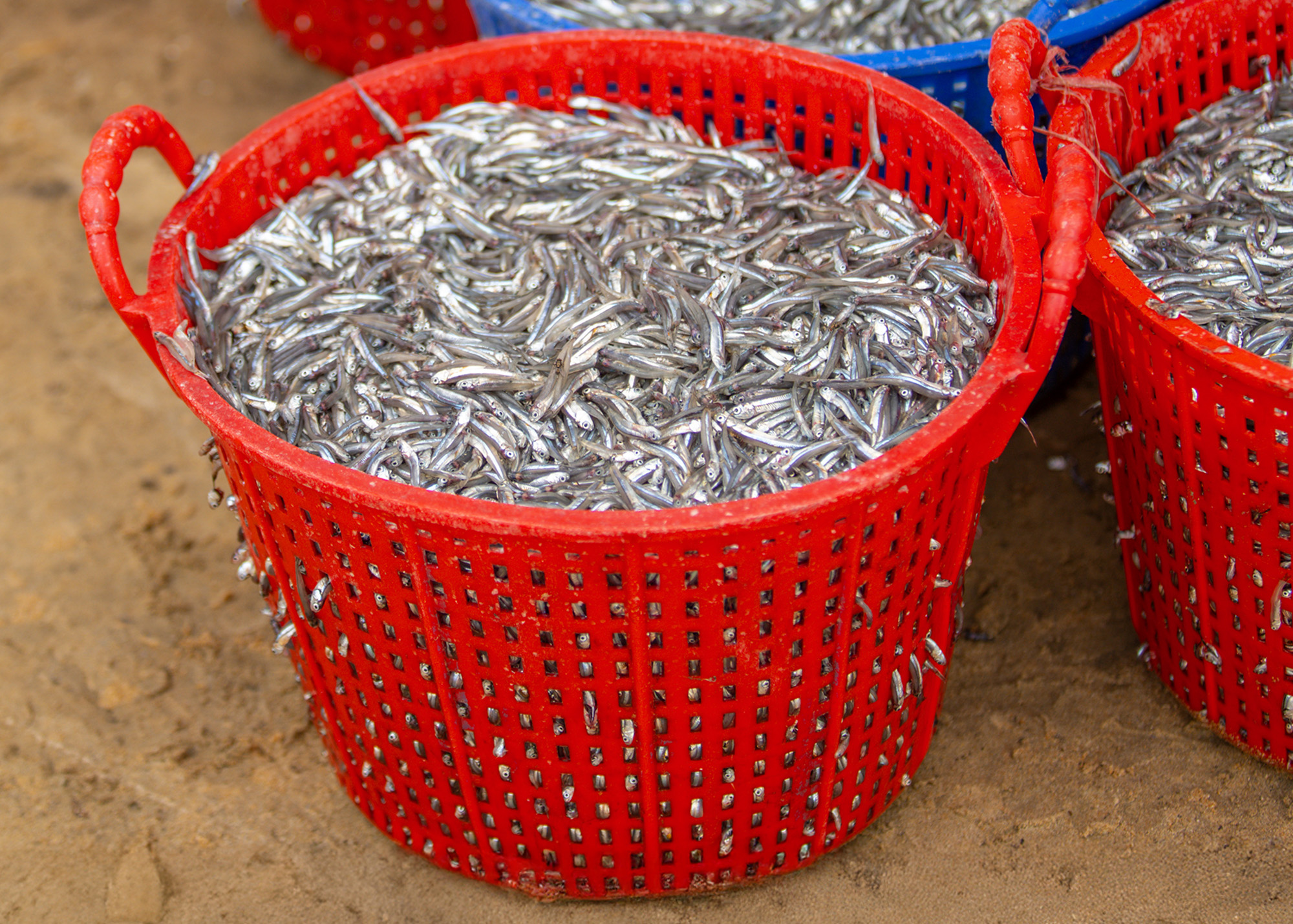 Chợ cá có giá sỉ bằng 1/10 giá lẻ, người bán không nói thách, người mua mang theo cả xe bò - Ảnh 9