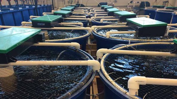 Tăng trưởng bứt phá mang về hơn 10 tỉ USD, triển vọng “kho báu dưới nước” của Việt Nam năm 2025 như thế nào? - Ảnh 1