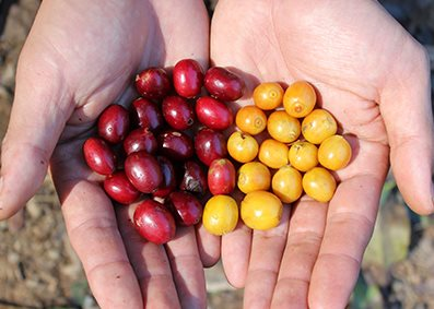 Vàng chưa là gì, loại hàng hóa này vừa tăng 6% một phiên - Tăng 35% từ đầu năm, thị trường ‘hoảng loạn’ vì một yếu tố liên quan đến Việt Nam - Ảnh 1