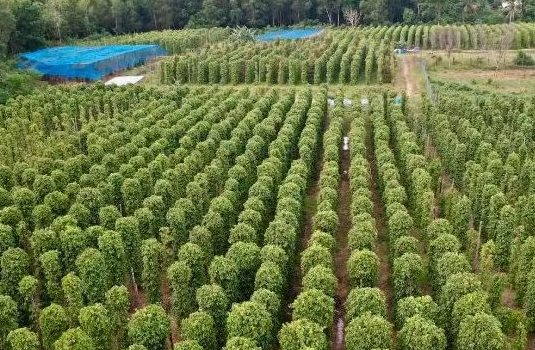 Một loại nông sản thế giới đang lên cơn khát nhưng Việt Nam sở hữu hơn 100.000 ha - Mỹ, Đức liên tục tìm mua, giá tăng phi mã - Ảnh 1