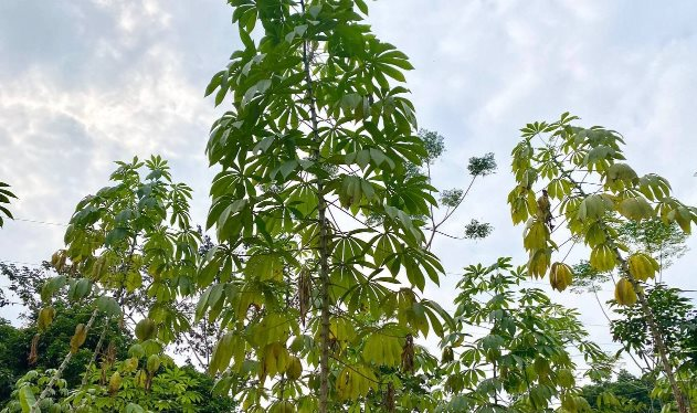 Philippines mạnh tay săn lùng một nông sản của Việt Nam: Từ thân đến lá đều hái ra tiền, nước ta cùng Thái Lan thống trị toàn cầu - Ảnh 1