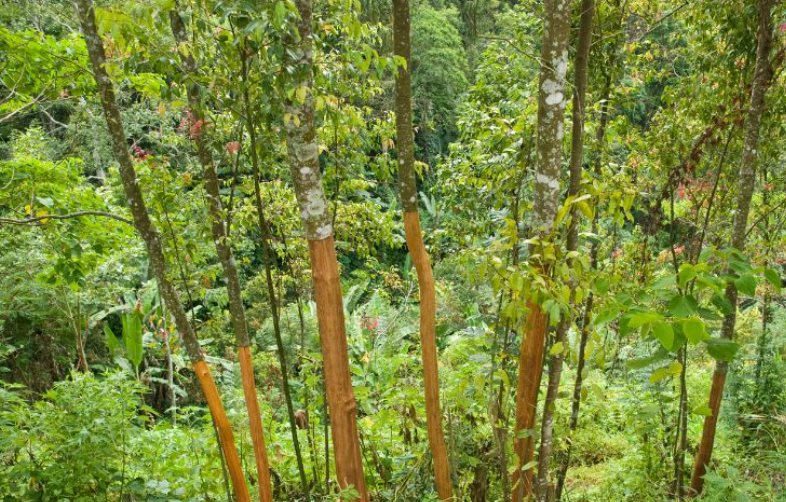 'Khai xuân' thu về 500 tỷ đồng, loại sản vật này của Việt Nam đang được Ấn Độ liên tục chốt đơn - Yên Bái, Thanh Hoá, Nghệ An trồng nhiều nhất - Ảnh 1
