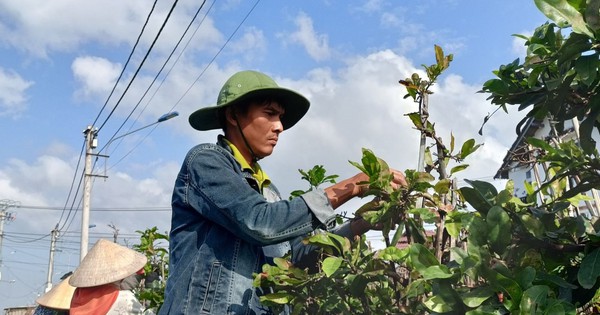 Bán đặc sản Tết miền Nam, người dân một thị xã thu hơn 155 tỷ đồng