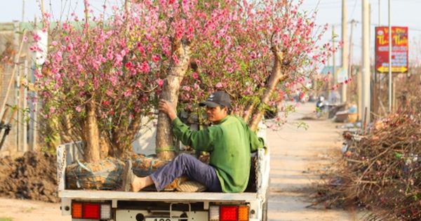 Đào Nhật Tân từ phố về vườn, chờ 'hồi sinh' cho Tết năm sau