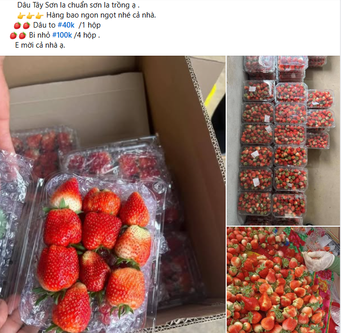 Dâu tây Sơn La ngập chợ, giá rẻ chưa từng có - Ảnh 1