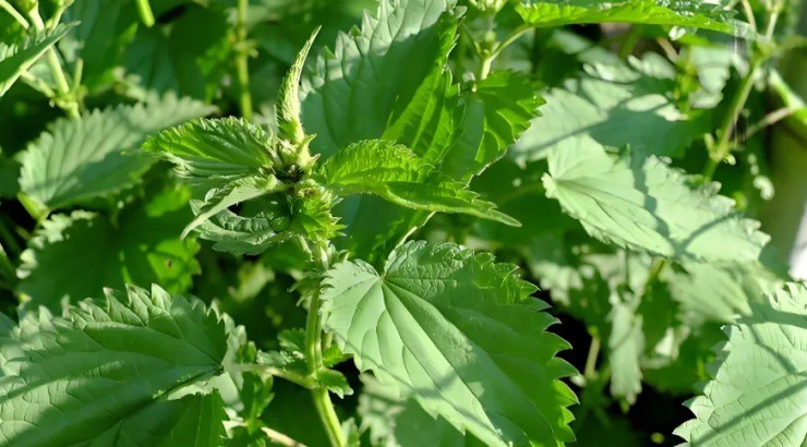 Cỏ dại mọc đầy ở làng quê Việt, phơi khô đem lên phố bán hốt bạc mỏi tay - Ảnh 1