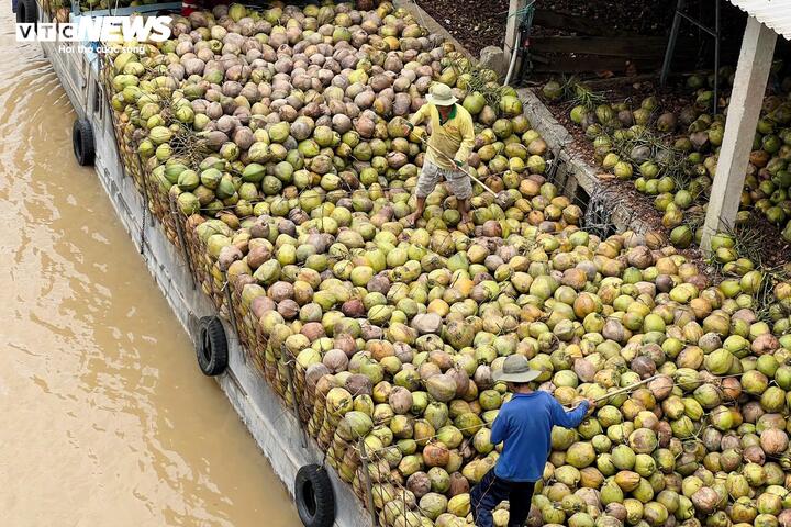 Dừa lên cơn sốt, doanh nghiệp 'đỏ mắt' tìm mua nguyên liệu - Ảnh 1