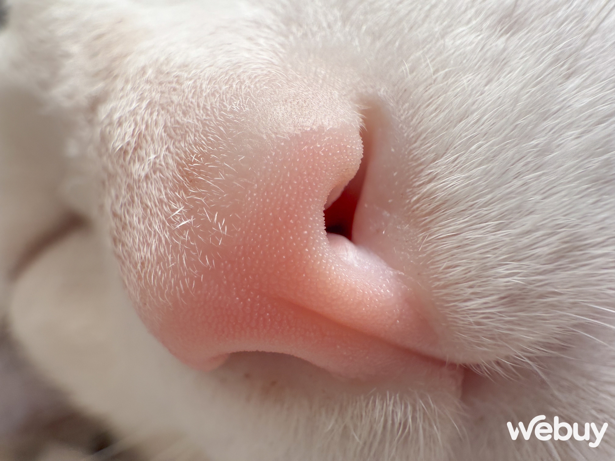 Dùng iPhone 16 Pro Max để chụp ảnh trong 3 tháng qua, đây là những gì tôi nhận ra - Ảnh 9