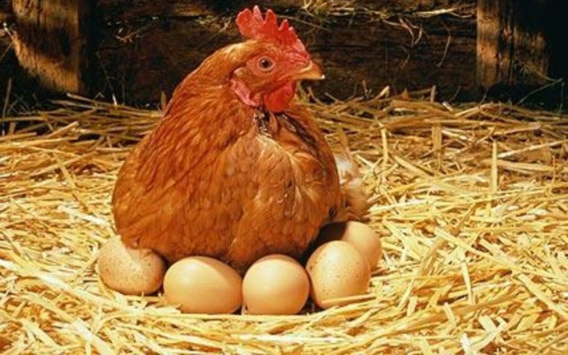 Nhu cầu thuê gà đẻ trứng ở Mỹ tăng đột ngột do “sốc giá trứng” - Ảnh 1