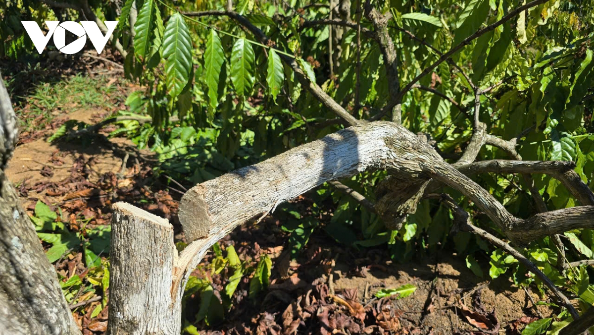 Hàng trăm trụ tiêu, cà phê ở Gia Lai bị phá hoại - Ảnh 2