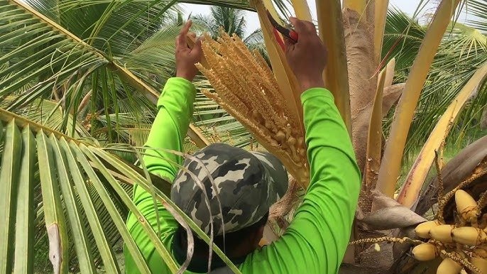 Giá tăng 50% vẫn không có hàng, nước ASEAN này đang thiếu một sản phẩm là đặc sản 1 tỷ USD của Việt Nam - Ảnh 1