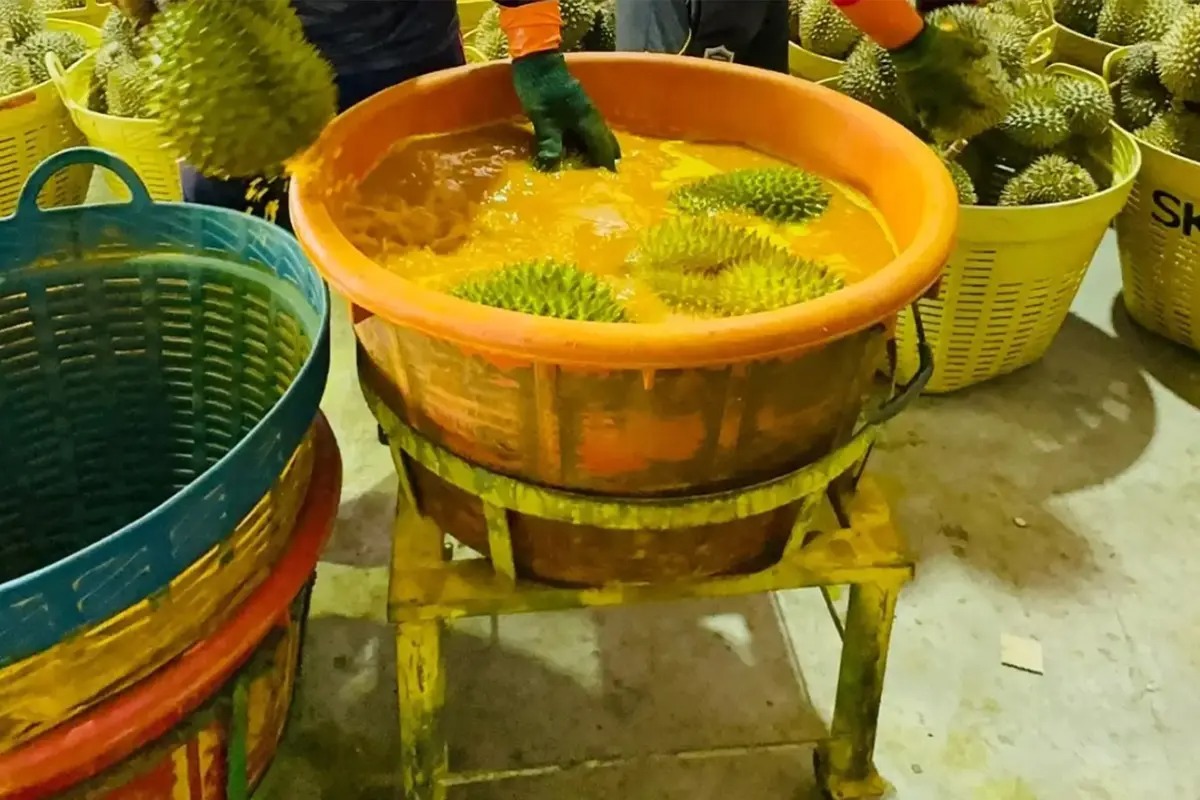 Bị Trung Quốc trả về 60 tấn sầu riêng nhiễm hoá chất, Thái Lan lập tức hành động - Ảnh 1