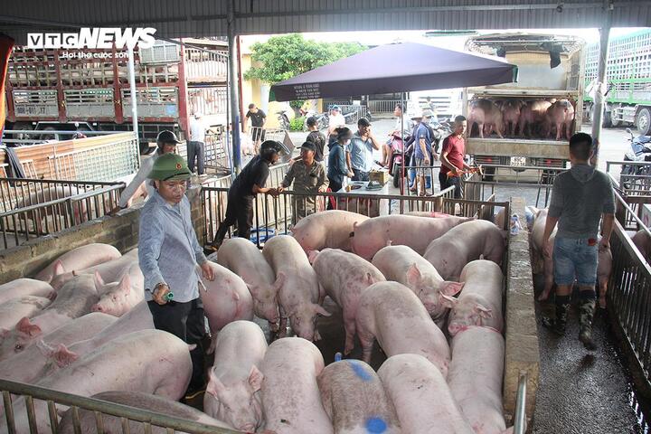 Vì sao giá heo hơi sau Tết tăng cao nhất kể từ năm 2023? - Ảnh 2