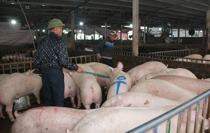 Vì sao giá heo hơi sau Tết tăng cao nhất kể từ năm 2023? - Ảnh 1