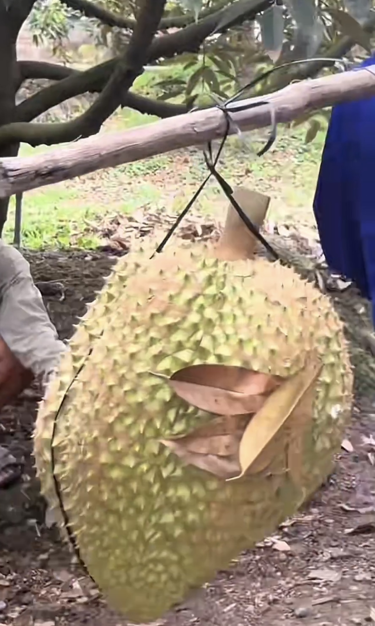 Khủng khiếp trái sầu riêng to bằng nửa thân trên của người lớn: Chủ nhà khóc thét, dân chụp kêu trời - Ảnh 3