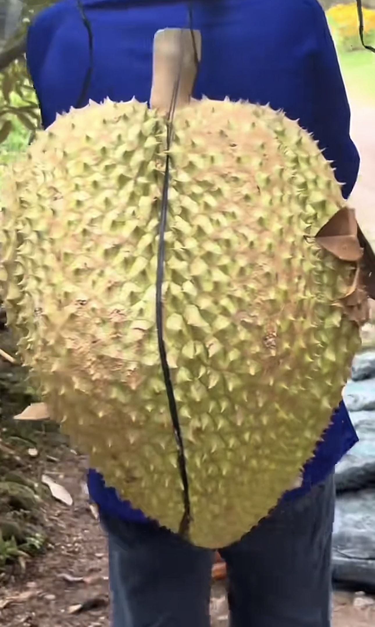 Khủng khiếp trái sầu riêng to bằng nửa thân trên của người lớn: Chủ nhà khóc thét, dân chụp kêu trời - Ảnh 4