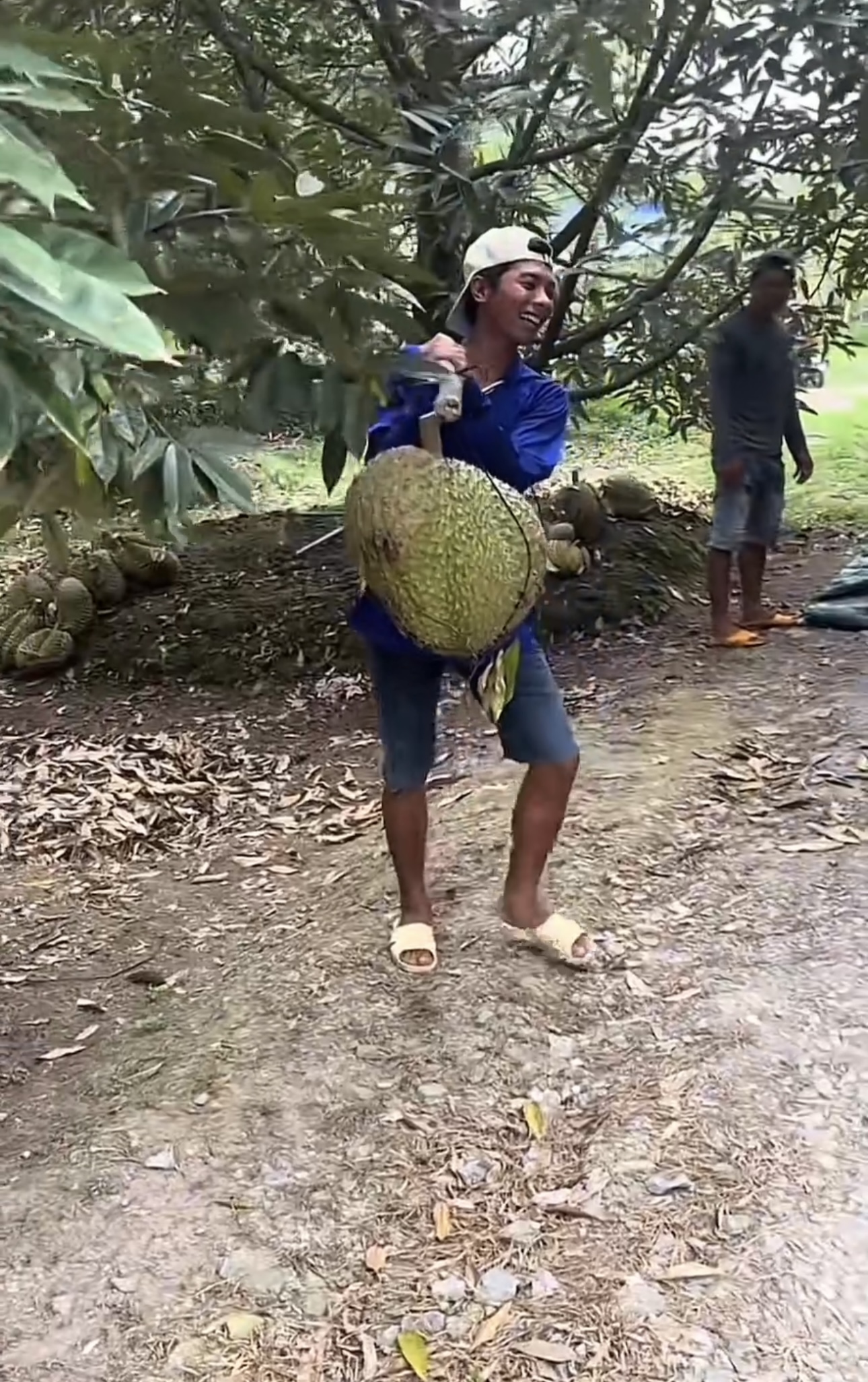 Khủng khiếp trái sầu riêng to bằng nửa thân trên của người lớn: Chủ nhà khóc thét, dân chụp kêu trời - Ảnh 2