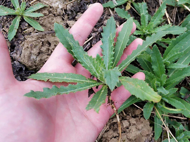 Loài xâm lấn ở Việt Nam, từng là “rau cứu đói”, nay là đặc sản “hái ra tiền” ở nước ngoài - Ảnh 2