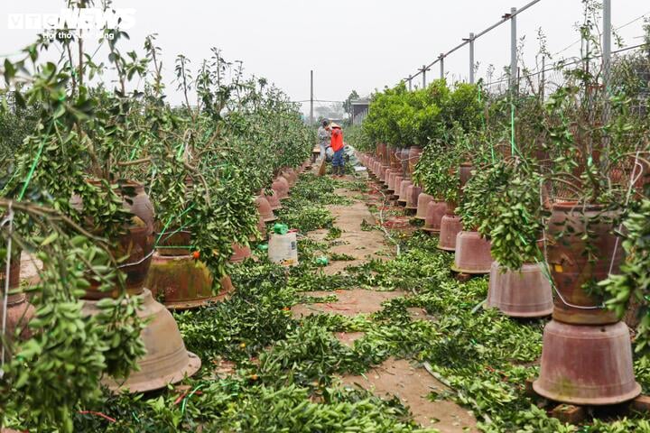 Làng Tứ Liên lại bận rộn với quất héo sau Tết - Ảnh 2